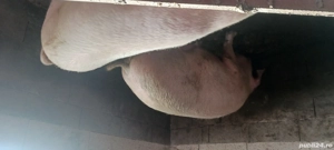 porci crescuți cu cereale  - imagine 3