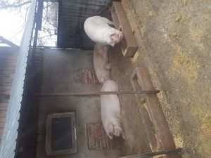 De v porci crescuţi în gospodărie - imagine 3