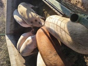 Porci pentru sacrificare 