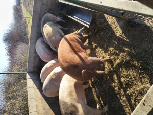 Porci pentru sacrificare  - imagine 2