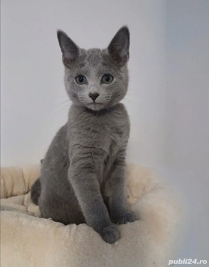 Abastru de rusia pui.