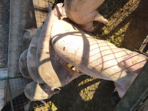 Porci pentru sacrificare  - imagine 3