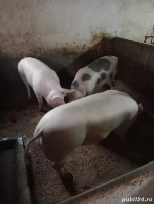 vand porci - imagine 2