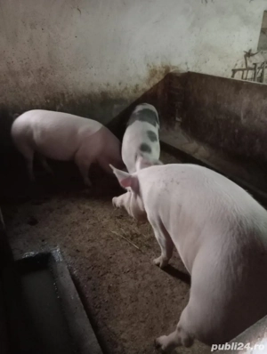 vand porci - imagine 3