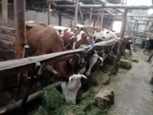 Vând vaci Red Holstein - imagine 3