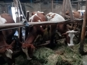 Vând vaci Red Holstein - imagine 2