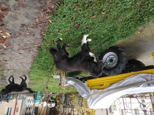 Vand caine ciobanesc corb - imagine 2