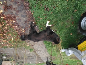 Vand caine ciobanesc corb - imagine 3