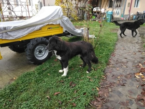 Vand caine ciobanesc corb - imagine 4