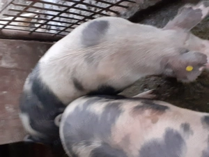 Porc rasa de carne (aprox.150kg) crescuti in gospodarie cu porumb si cartofi,in Remetea Chioarului - imagine 2