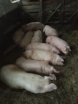 Vand porci crescuți cu cereale 