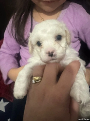 Bison maltez talie mica - imagine 2