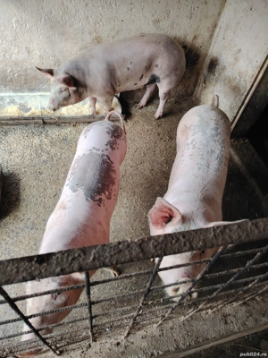 Carne de porc  - imagine 5