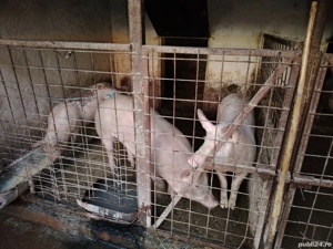 Carne de porc  - imagine 3