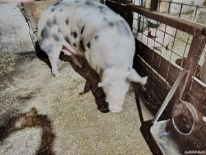 Carne de porc  - imagine 4