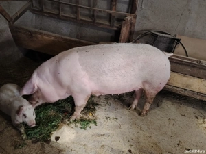 Carne de porc  - imagine 2