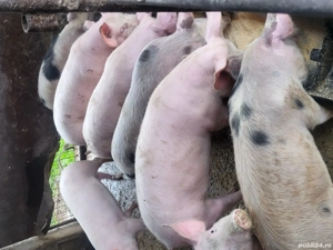 vand purcei ,soldani - imagine 2