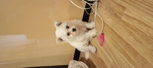 bichon frise dragalas - imagine 3