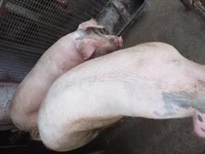 Vând porci de sacrificat 
