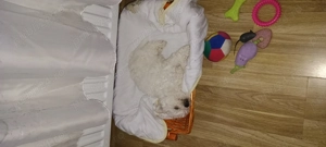 bichon frise dragalas - imagine 2