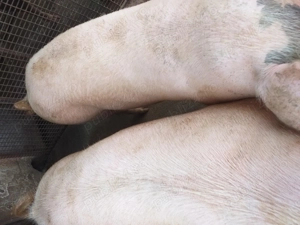 Vând porci de sacrificat  - imagine 2