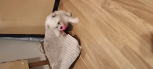 bichon frise dragalas - imagine 4