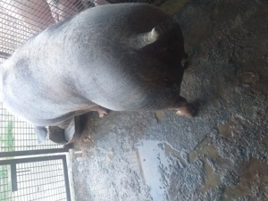 Vând porci de sacrificat  - imagine 3