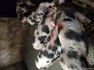 Vand purcei pietrean au 4 luni - imagine 3