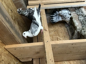 Porumbei voiajori dv  - imagine 2