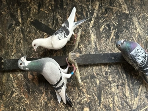 Porumbei voiajori dv 