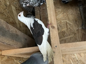 Porumbei voiajori dv  - imagine 4