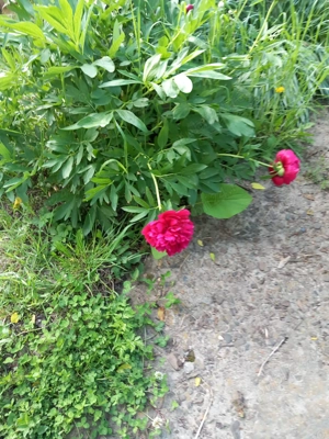 Teren de vanzare  500 m