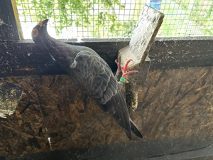 Porumbei voiajori dv  - imagine 5