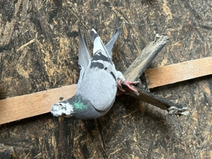 Porumbei voiajori dv  - imagine 3