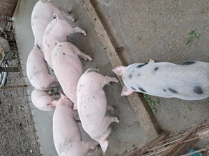 Vand grasuni de 4 luni  500 lei buc