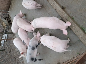 Vand grasuni de 4 luni  500 lei buc - imagine 3