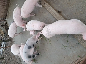 Vand grasuni de 4 luni  500 lei buc - imagine 2