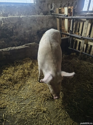 Vand porc de carne - imagine 2