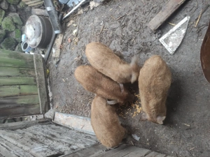 Mangalita cu duroc disponibil 