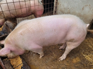 Porc de vanzare. - imagine 2