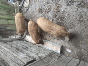 Mangalita cu duroc disponibil  - imagine 4