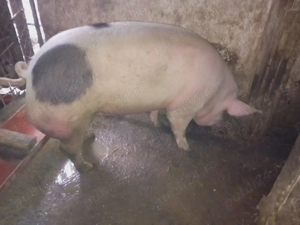 Porci de Crăciun calitate garantată 