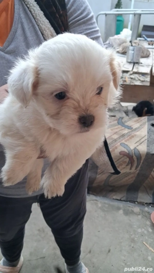 bison maltez - imagine 4