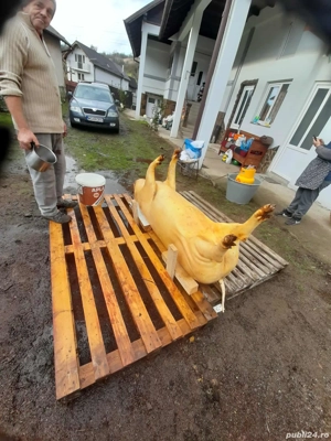 porci pentru crăciun  - imagine 5