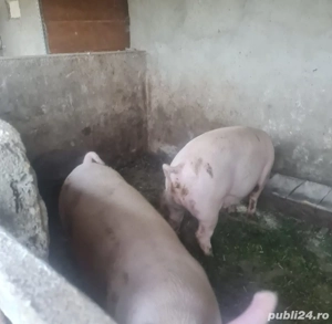 Vând porc Marele Alb cu Landrace - imagine 2