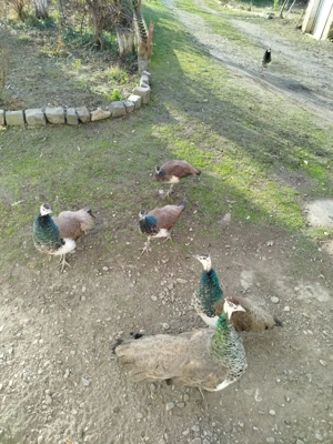 Păuni de anul acesta pui de păun femele și masculi.