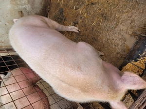Porc de vanzare. - imagine 4