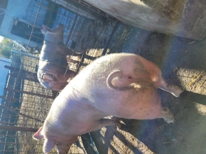 Porc de vanzare. - imagine 3