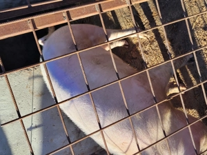 Porc de vanzare. - imagine 5