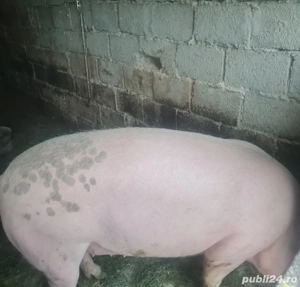Vând un porc Marele alb cu Landrace - imagine 2